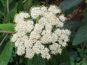 Annelies 01 Viburnum